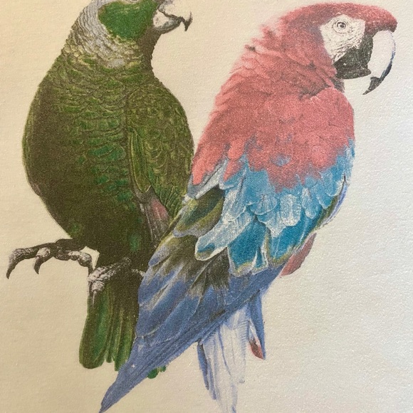 Signorelli Parrots Tshirt - Picture 5 of 11